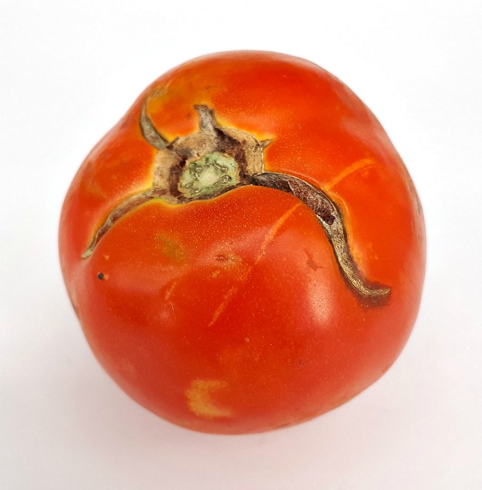 Cracked tomato skins are a cause of irregular water supply to the soil