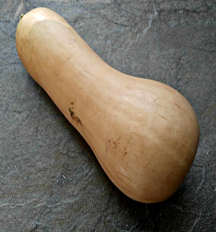 Big butternut pumpkin grown in compost pile