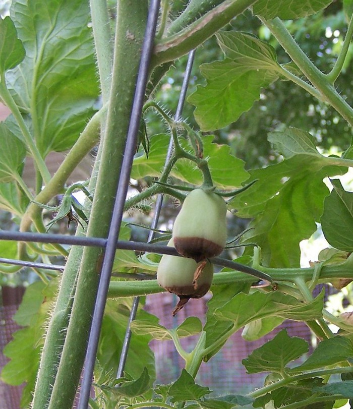 Blossom end rot is caused by irregular soil moisture