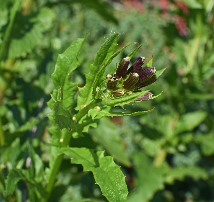 One of the biggest vegetable garden problems in hot weather is Lettuce that has bolted making it taste bitter