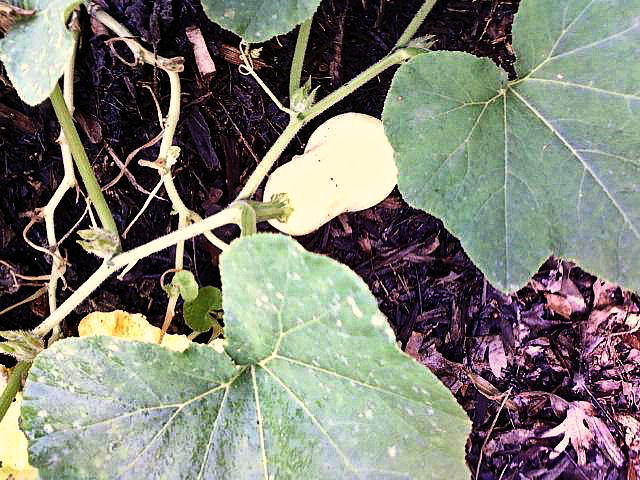 Butterfnut pumpkin grown in compost
