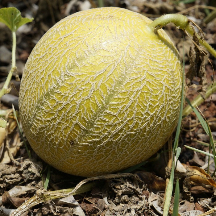 Growing Melons – How to Grow Cantaloupe & Honey Dew