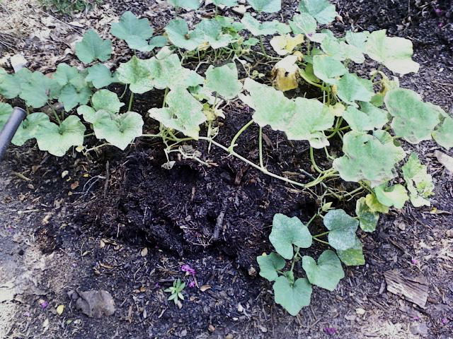 Planting butternut pumpkin seeds in compost
