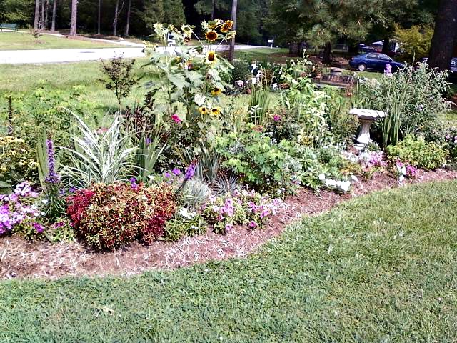 Front Garden Bed with coleus, sunflowers and annuals