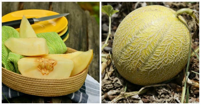 How to grow melons