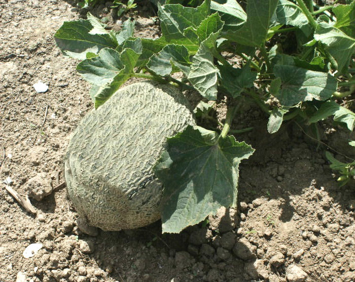Growing melon plants