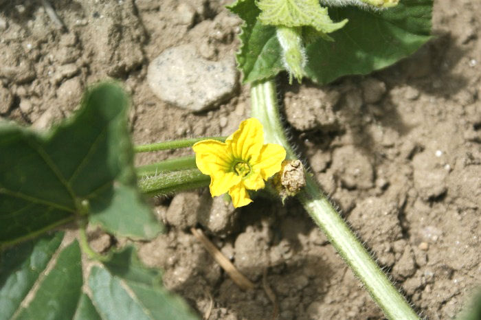 melon flowers