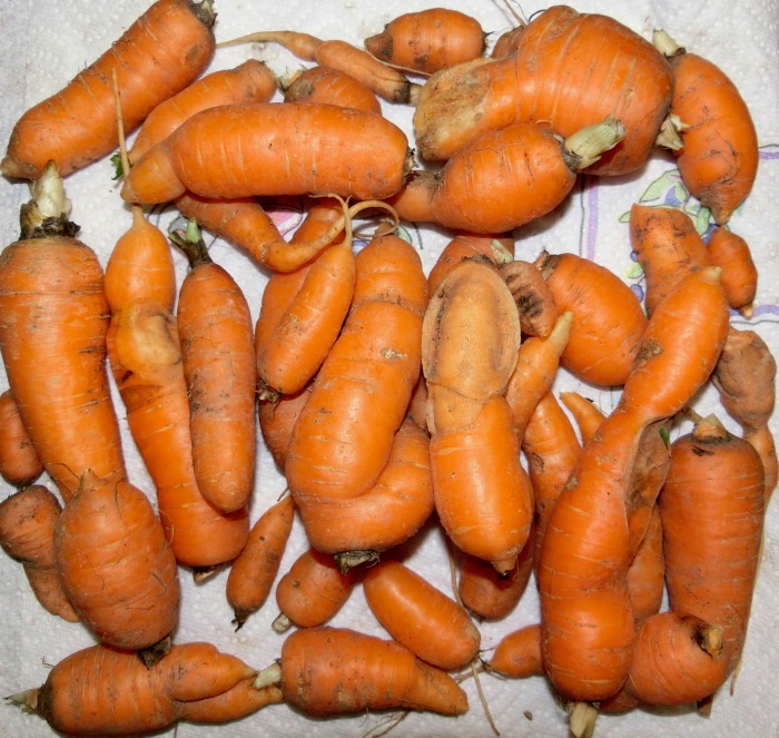 Misshapen carrots are caused by obstructions in the soil or lack of thinning.