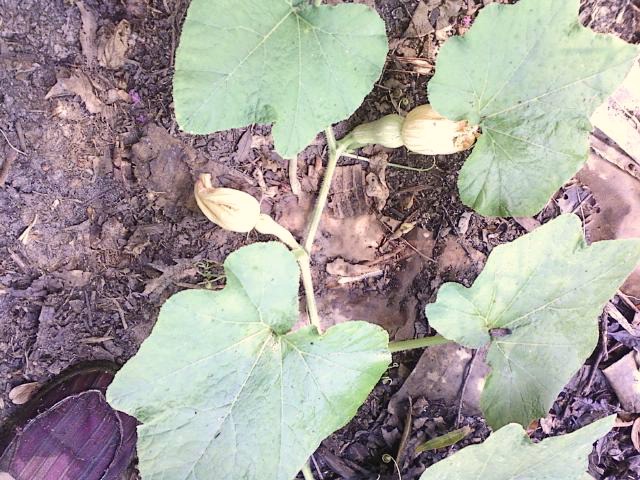 Butternut pumpkin babies