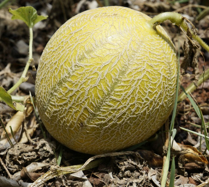 Cantaloupe on a vine