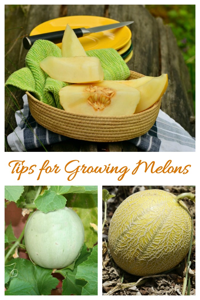 This tips for growing melons will show you how to plant, grow and harvest melons like cantaloupes and honeydew melons