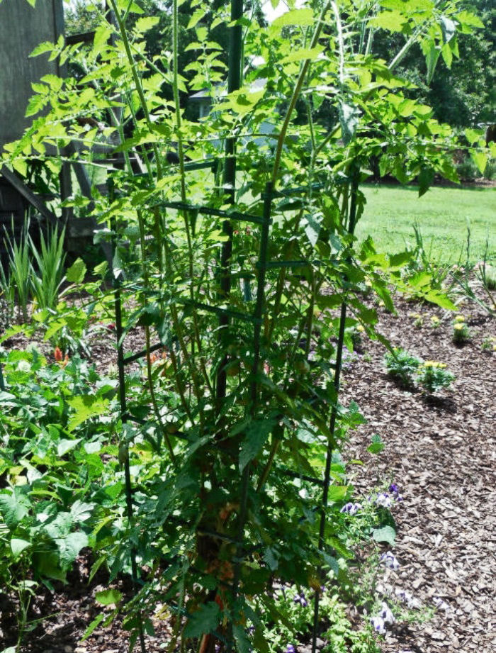 Tomato plants but no fruit