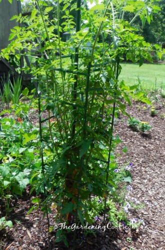 tomato plants from cutting