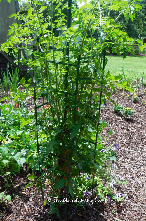 tomato plants from cutting