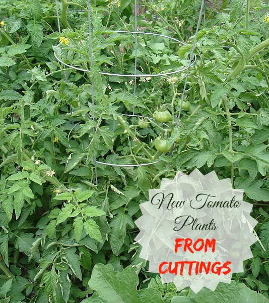 Propagating Tomato Plants with Cuttings