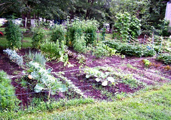 From the Gardening Cook - A Large vegetable garden bed.