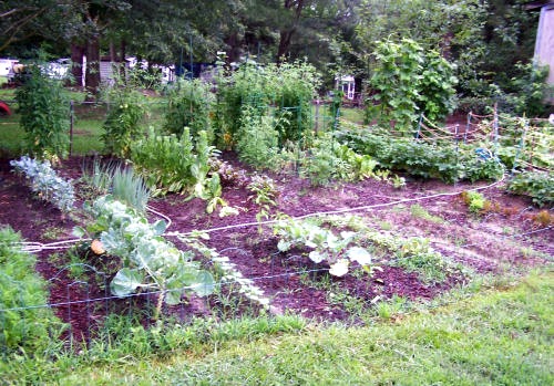 Vegetable garden