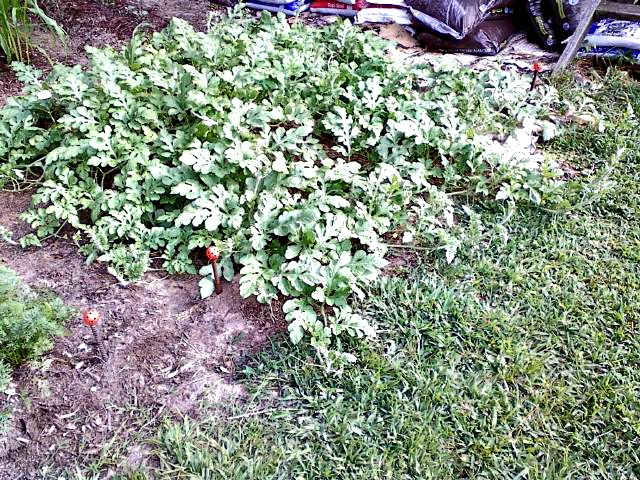 Watermelon patch grown in compost 