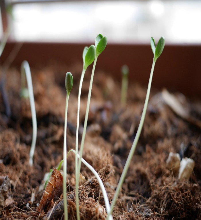 Spindly seedlings need more light