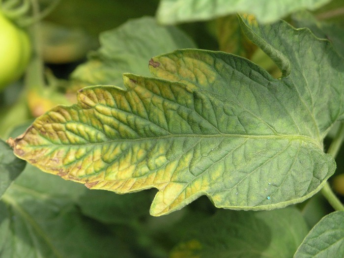 Yellow leaves may mean a potassium deficienty