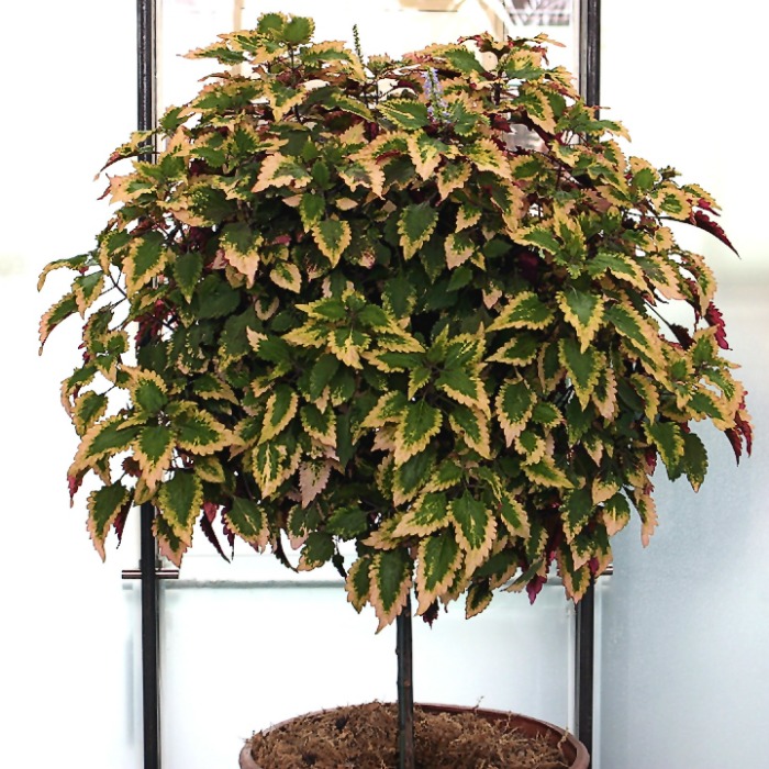 Coleus can be trained to grow into a tree shape.