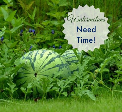 Watermelons need time to mature. You have to be patient with this fruit