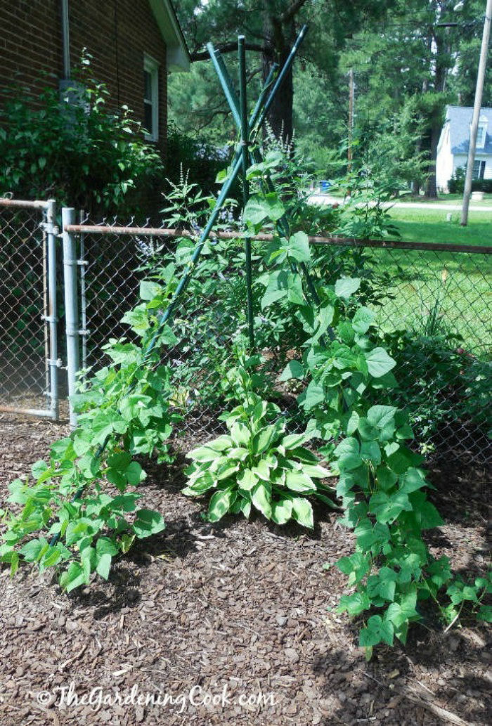 Pole beans on a bean teepee