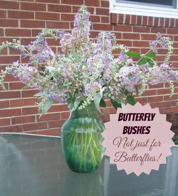 Butterfly Bush Makes Great Cut Flowers