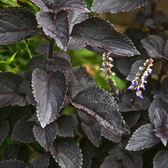 Coleus Black berry waffle.