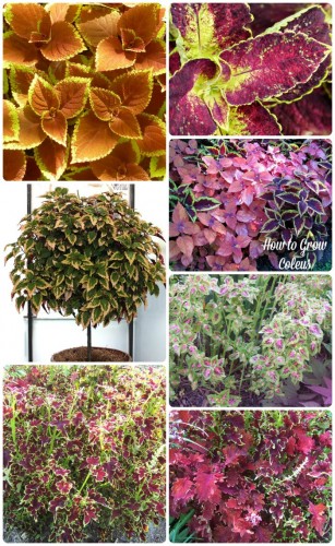 Coleus is such an amazing plant. It does flower but the leaves are what make it such a showpiece. The variety of leaf shape and colors is just amazing. You can even train it to grow into a tree shape! thegardeningcook.com