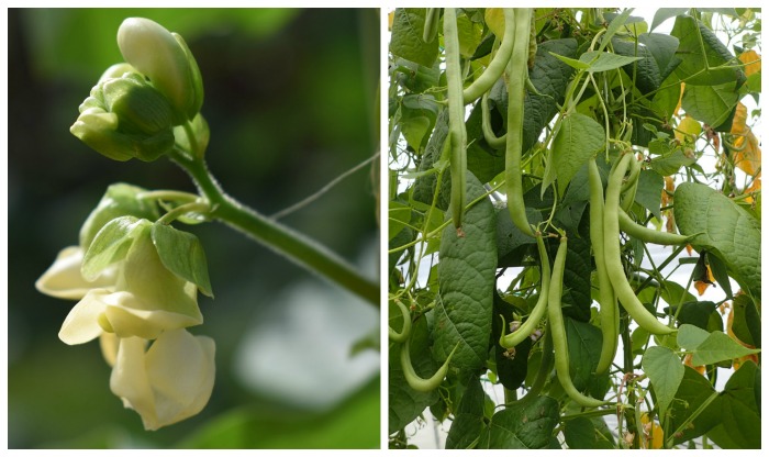 Bean flower and beans on a plant.