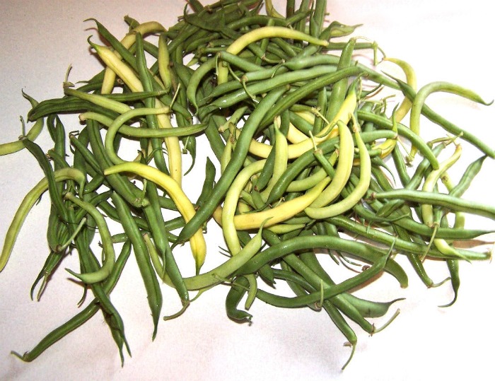 Green and yellow beans