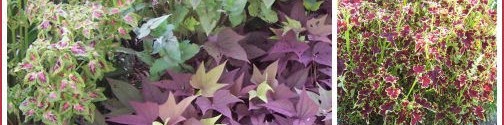 Coleus Plants – One of my Favorite Annuals for Color