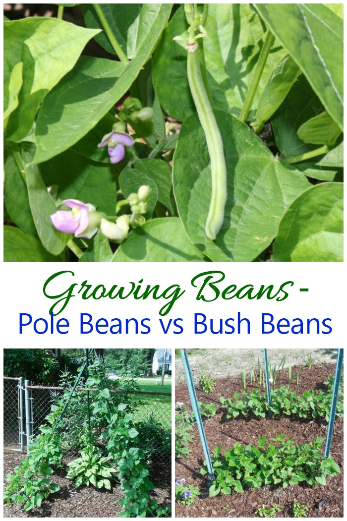 Beans in flower with a bean pod, bean teepee and beans growing in rows in a collage with words Growing Beans - Pole Beans vs Bush Beans