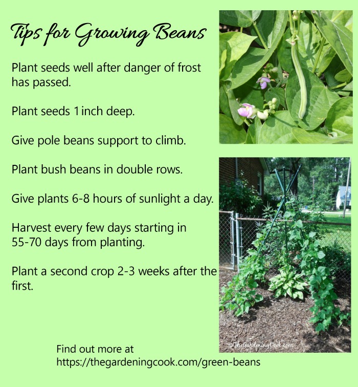 green beans growing and a bean teepee with a list of tips for growing beans.