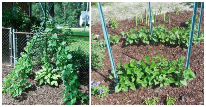 Pole beans on a teepee and bush beans in rows in a garden.