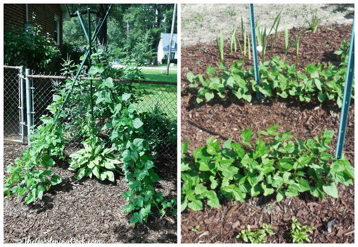 Pole beans and bush beans growing in a garden