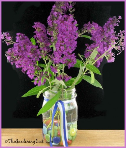 Purple butterfly bush cut flowers