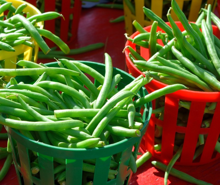 harvesting green beans in baskets.