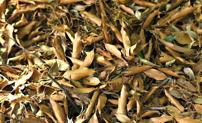 fallen leaves will break down to become leaf mold that you can add to your garden.