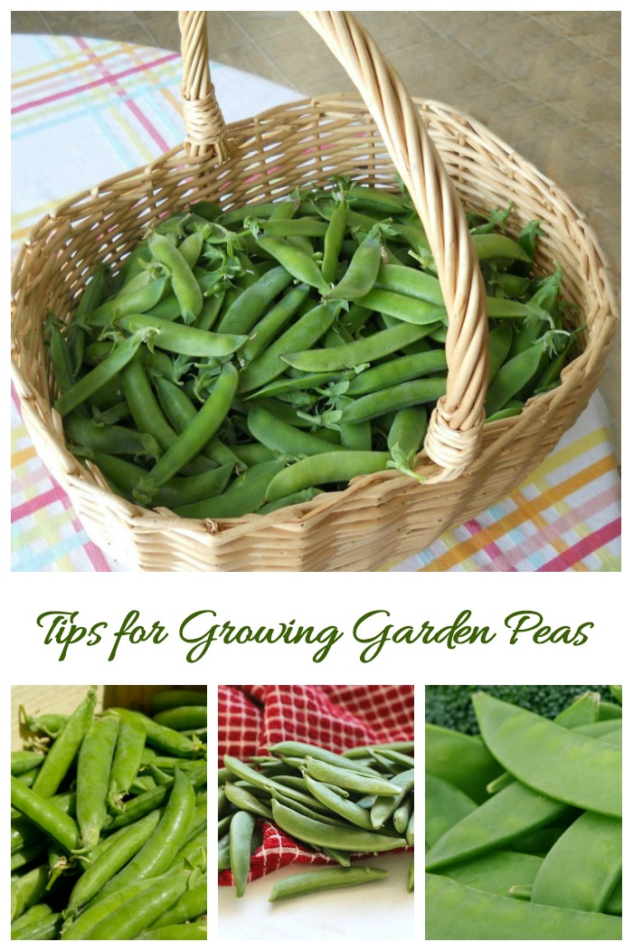 These tips for growing garden peas will give you a bumper crop every year.