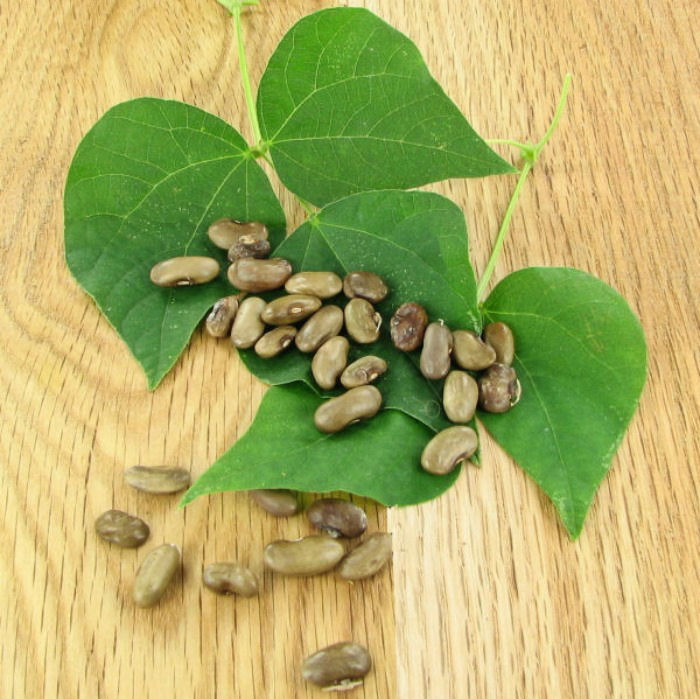 Heirloom bean seeds