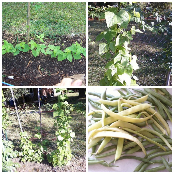 Heirloom bean seeds