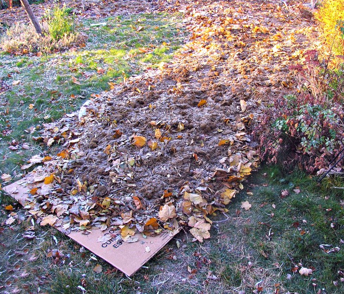 Make a lasagna garden bed for perfect soil for planting.
