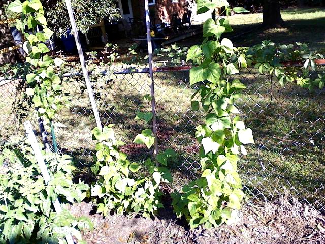 Heirloom vegetable seeds are often passed down for generations
