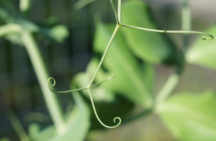 Peas love to climb!