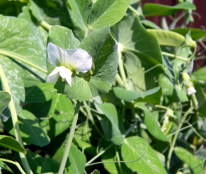 peas in flower