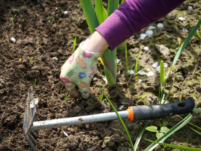Pull weeds in early spring to get your garden beds ready for planting.