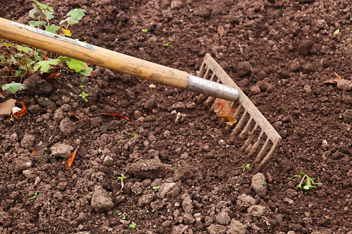 Be sure to till or rake your garden bed in early spring to get it ready for planting