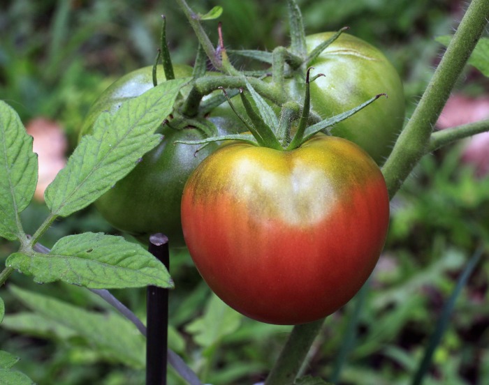 Heirloom tomatoes taste better!